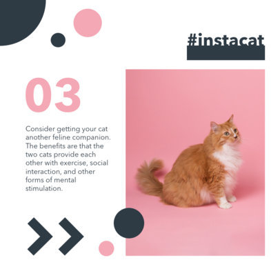 Instagram Post Template Featuring a Tip for Beginner Cat Owners
