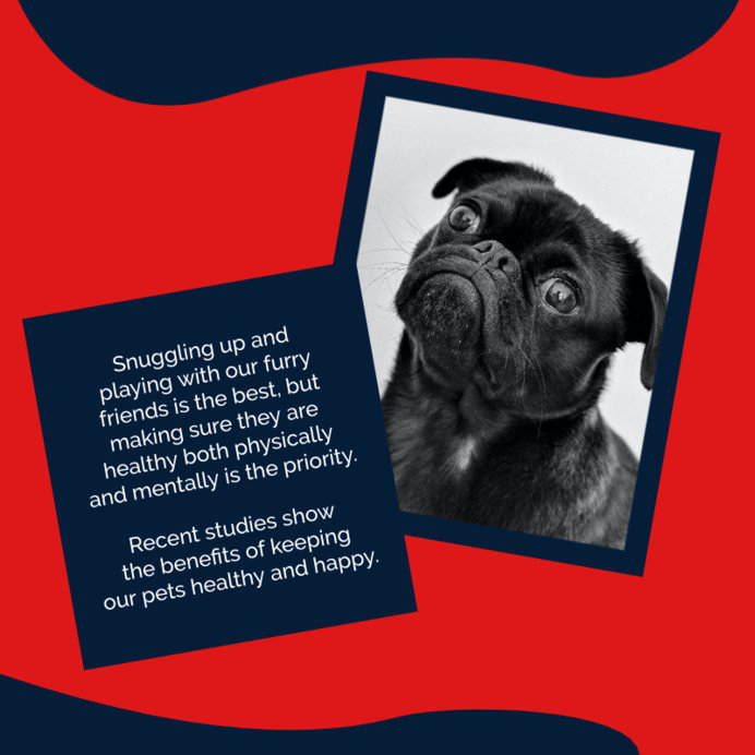 Placeit - Instagram Post Maker with a Friendly Puppy Picture and ...