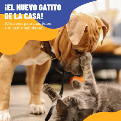 Carousel-Themed Instagram Post Creator Featuring Cat's Advice