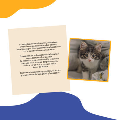 Carousel-Themed Instagram Post Creator With Information About Cats