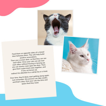 Instagram Post Maker Featuring Advice for Cats Owners and Two Photos
