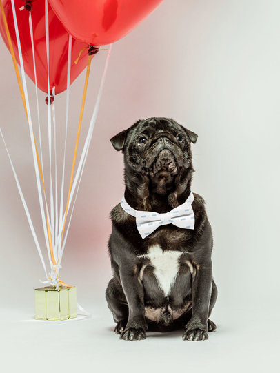 Dog Collar Bow Tie Mockup Featuring Red Balloons m27788 r-el2