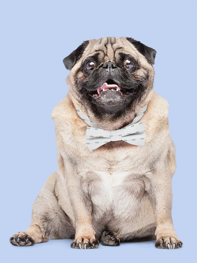 Dog Collar Bow Tie Mockup Featuring a Happy Pug m27792 r-el2