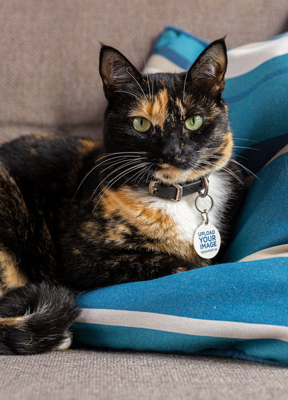 Dog Tag Mockup Featuring a Cute Cat Resting on a Couch m30122