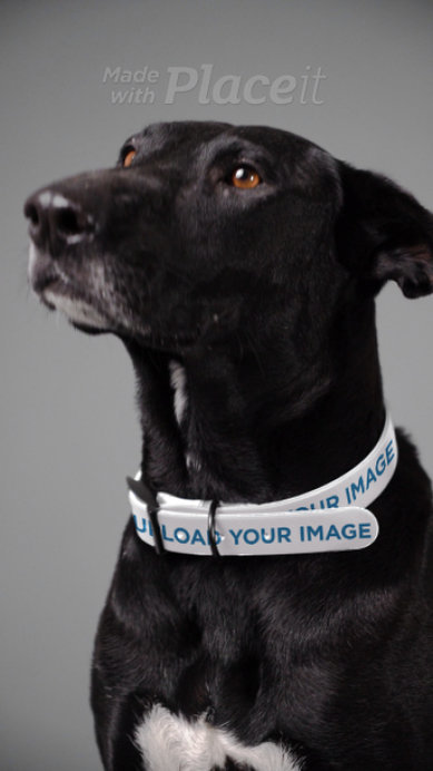 Pet Collar Video Featuring an Adorable Black Dog