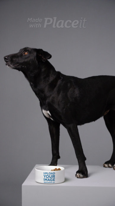 Pet Food Bowl Video Featuring a Dog at a Studio