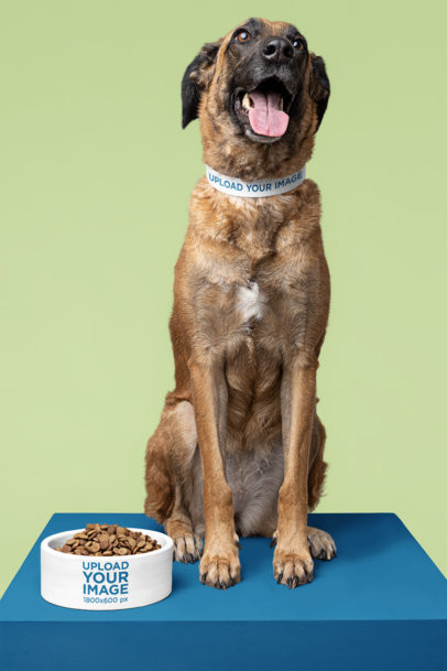 Mockup of a Pet Bowl Placed Next to a Dog with a Collar m30111