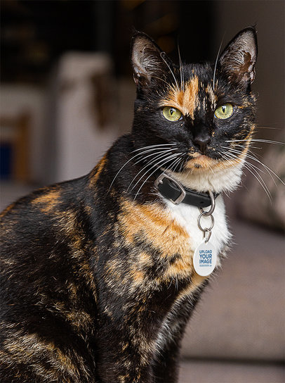 Pet Tag Mockup Featuring a Cute Cat With Green Eyes