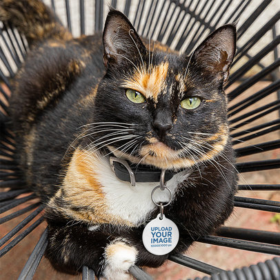 Pet Tag Mockup Featuring a Cute Cat Resting on a Chair m30121