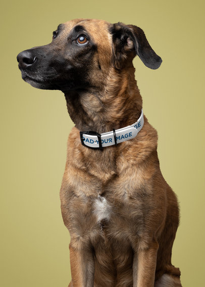 Mockup of a Dog Wearing a Pet Collar