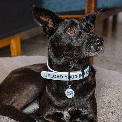 Pet Tag and Pet Collar Mockup Featuring a Cute Dog Resting in a Pet Bed m30127