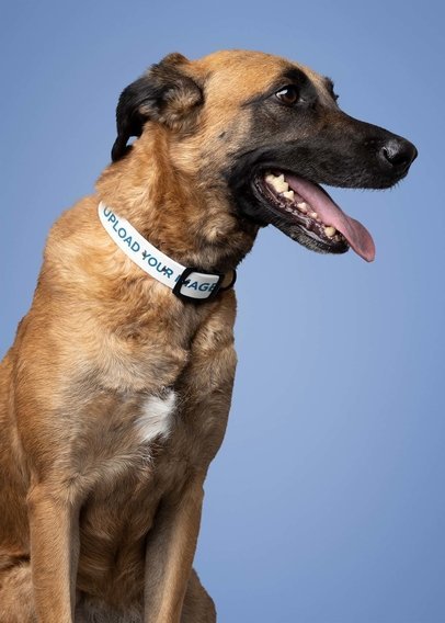 Pet Collar Mockup Featuring a Happy Dog