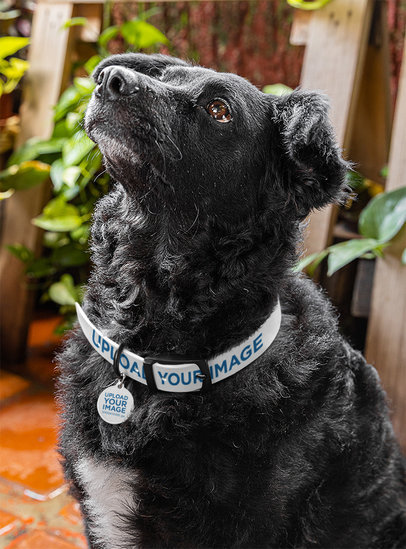 Pet Collar Mockup Featuring an Adorable Dog With a Pet Tag m30081