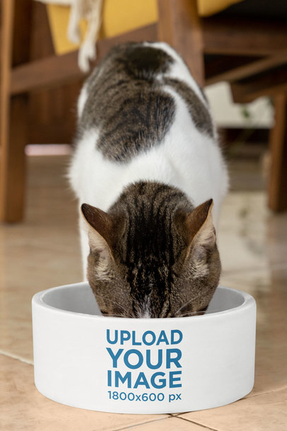 Mockup of a House Cat Eating From a Pet Bowl m30087