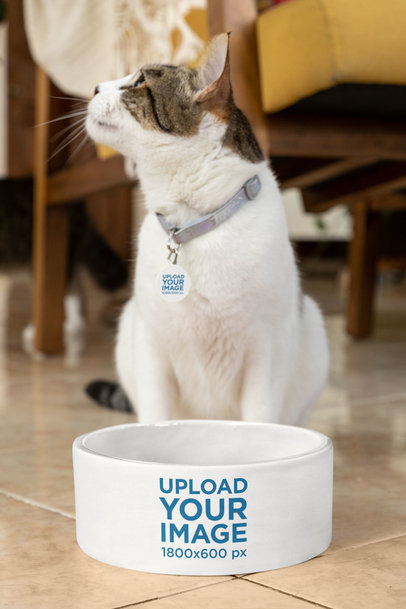 Pet Tag Mockup Featuring a Cute Cat With Its Bowl m30088