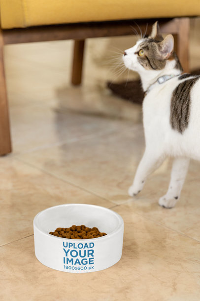 Dog Bowl Mockup Featuring a Sweet Kitty Walking on the Floor m30086
