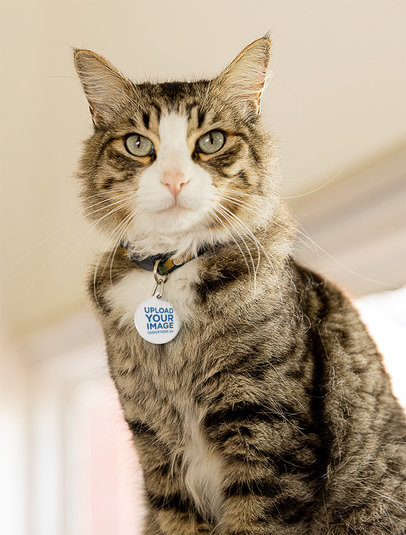 Mockup of an Adorable Cat Wearing a Pet Tag