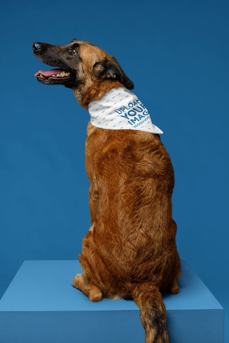 Bandana Mockup Featuring a Cute Dog Sitting in a Studio