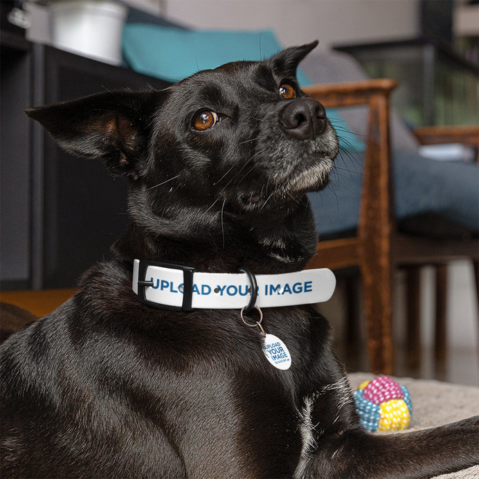 Mockup of a Cute Dog Wearing a Pet Collar With a Pet Tag