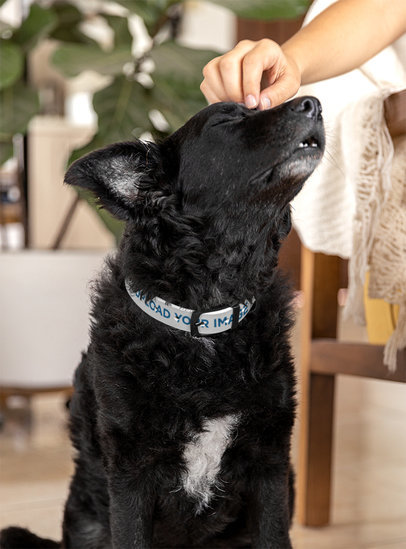 Pet Collar Mockup Featuring a Woman Petting a Cute Dog m30082