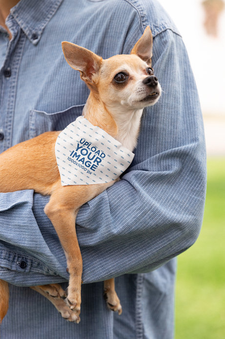 Mockup of a Cute Chihuahua Wearing a Sublimated Bandana on Its Neck
