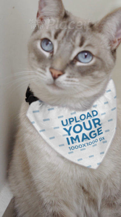 Pet Bandana Video Featuring a Cute Cat With Blue Eyes