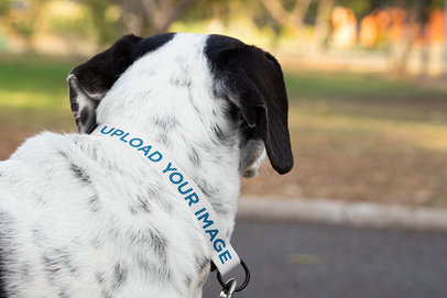 Dog Collar Mockup Featuring a White Dog