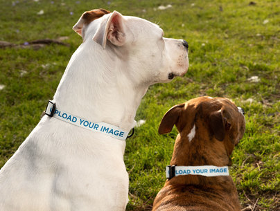 Dog Collar Mockup Featuring Two Dogs at the Park 