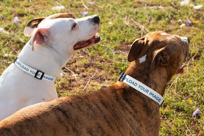 Dog Collar Mockup Featuring Two Pups at a Park