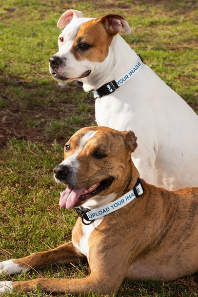 Dog Collar Mockup Featuring Two Dogs Posing Next to Each Other 