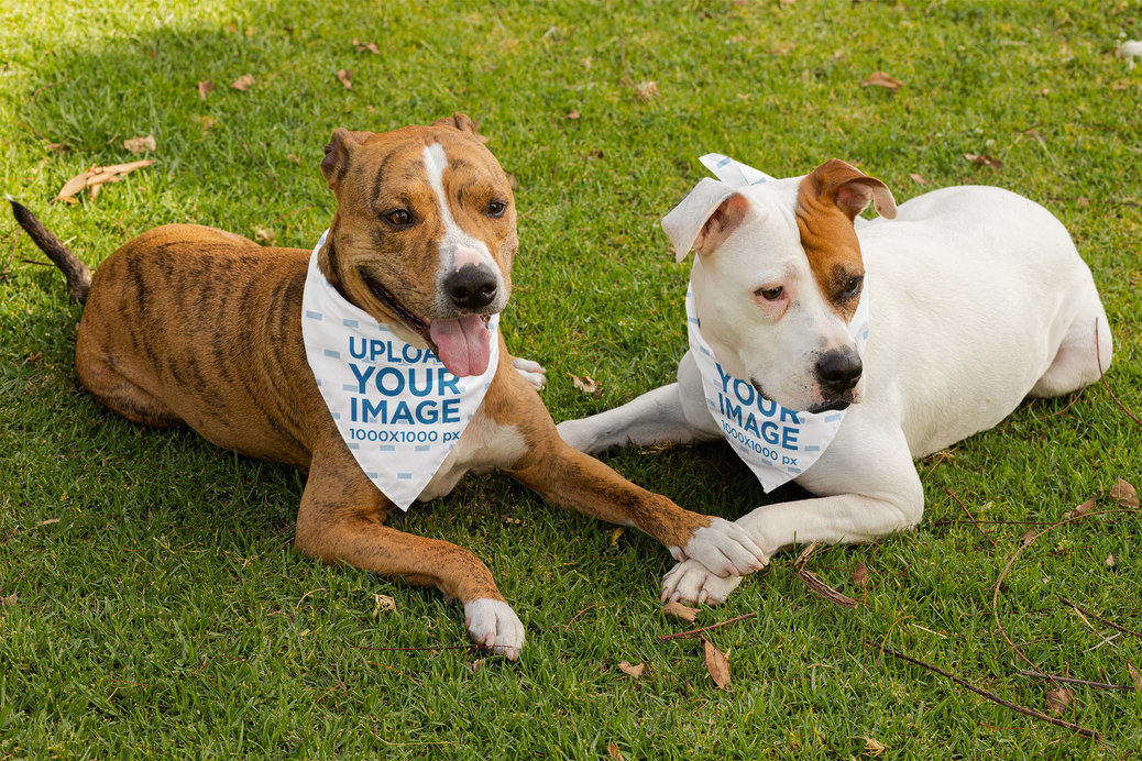 Mockup of Two Dogs Wearing Bandanas