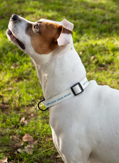 Dog Collar Mockup of a White Dog Looking Up