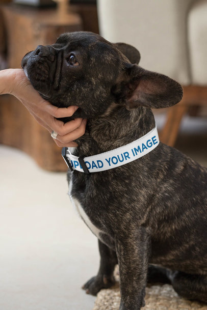Dog Collar Mockup Featuring a Dog Resting Its Head on a Woman's Hand 33269