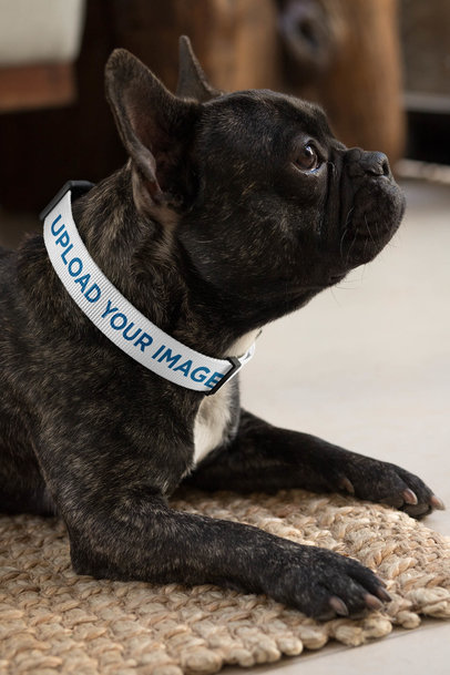 Dog Collar Mockup Featuring a Black French Bulldog 33270