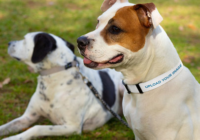 Dog Collar Mockup Featuring Two Dogs Posing on the Grass 