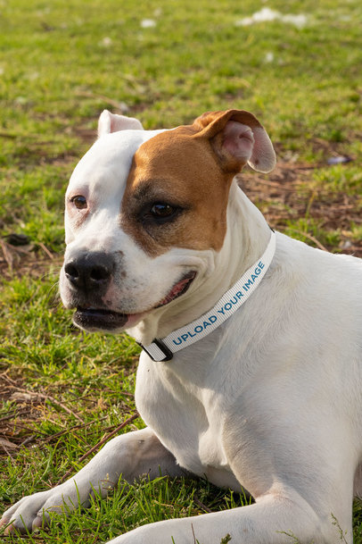 Dog Collar Mockup Featuring a Dog Relaxing on the Grass 33299