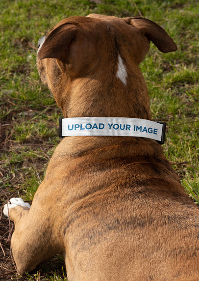 Dog Collar Mockup Featuring a Dog Lying Down at the Park
