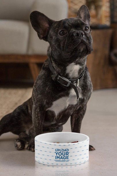 Dog Bowl Mockup Featuring a French Bulldog 33266
