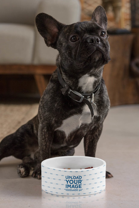 Dog Bowl Mockup Featuring a French Bulldog 