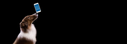 Collie Dog Balancing a White iPhone 7 on his Nose Over a Black Background Mockup a12951wide