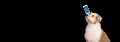 Small Breed Dog Juggling a White iPhone 7 on his Nose Over a Black Background Mockup a12974wide