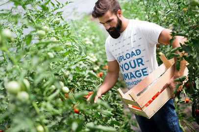 T-Shirt Mockup Featuring a Bearded Man Harvesting Tomatoes