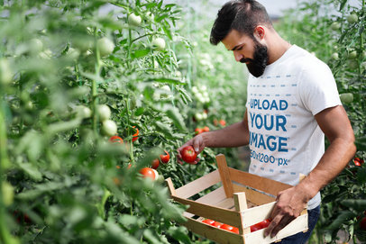 Mockup of a Man Wearing a T-Shirt to Harvest Tomatoes