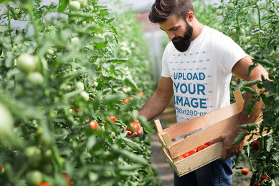 T-Shirt Mockup of a Bearded Man Picking Tomatoes