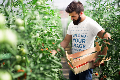 Mockup of a Man with a Basic Tee Harvesting Tomatoes 40377 r-el2