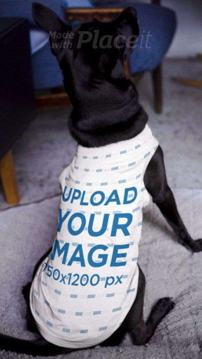 Video of a Cute Black Dog Wearing a Pet Tank Top
