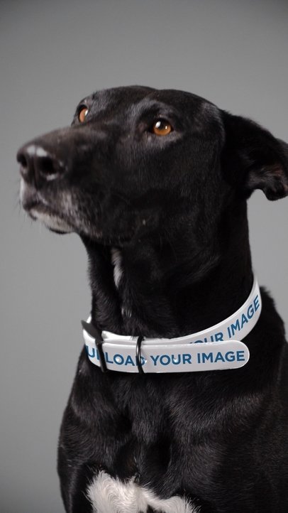 Pet Collar Video Featuring an Adorable Black Dog 5974v