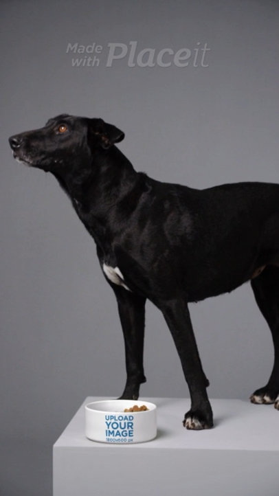 Pet Food Bowl Video Featuring a Dog at a Studio